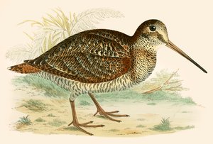 Woodcock